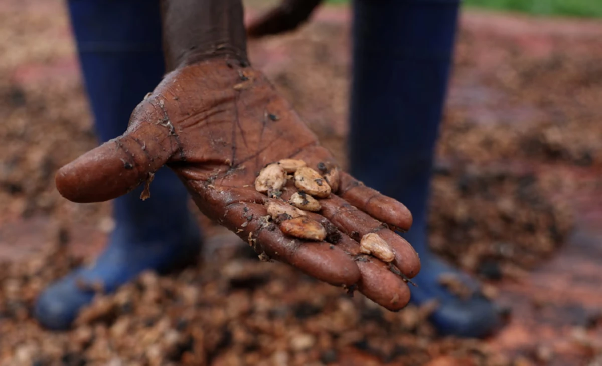 EU’s ‘chocolate crisis’ worsened by climate breakdown, researchers warn