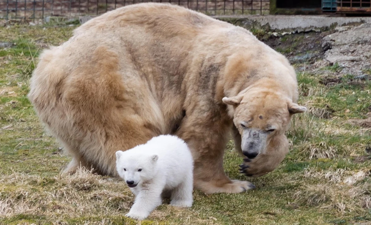 Victoria, UK’s oldest polar bear, put down after health problems