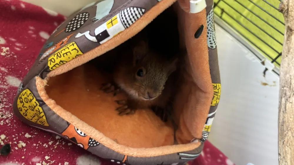 A red squirrel kit in a triangular bed