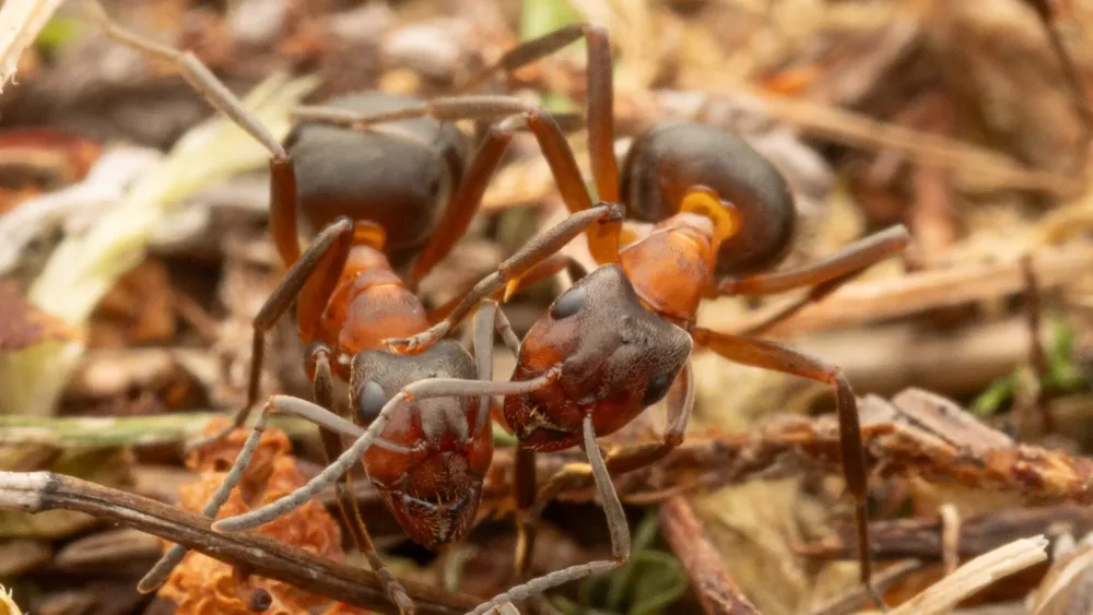 A close-up view of narrow headed ants on a nest