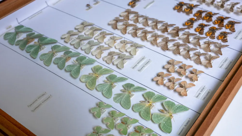 Moths from the NMS collection