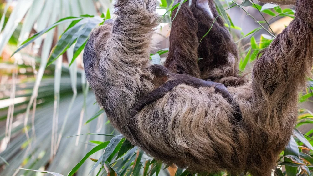 Baby sloth clinging to mother's stomach
