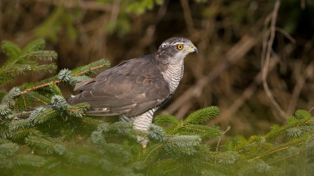 A goshawk on a branch
