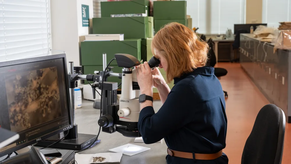 Curator viewing lichen sample