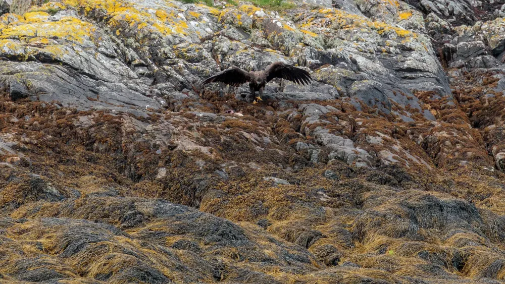 Eagle flying above water
