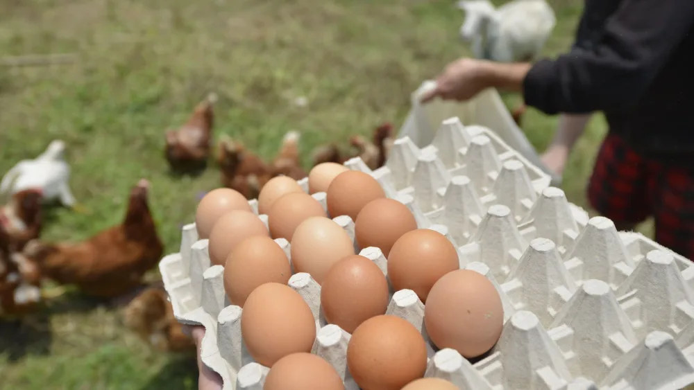 Eggs in a box, which chickens on the ground in the background