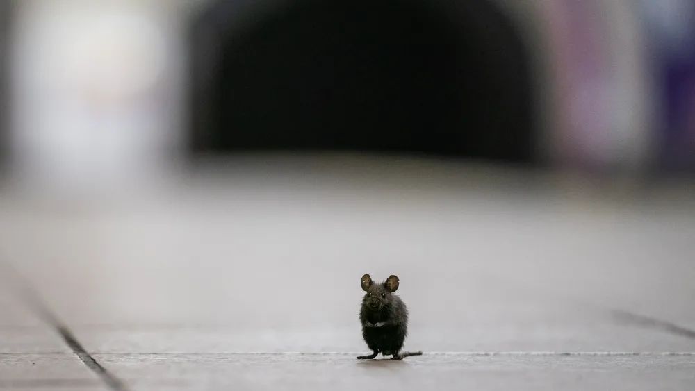A tiny mouse