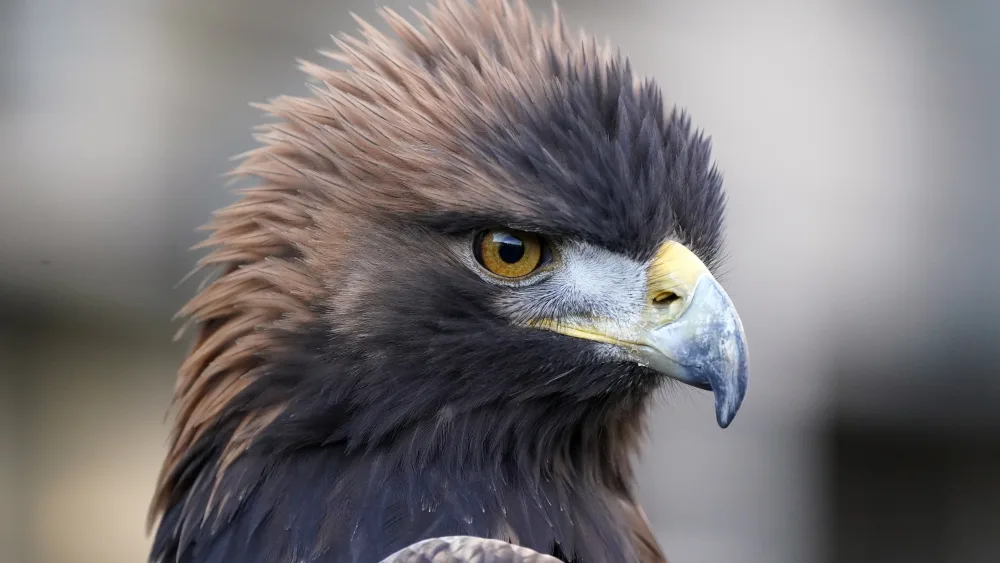 Close-up for of a golden eagle's head