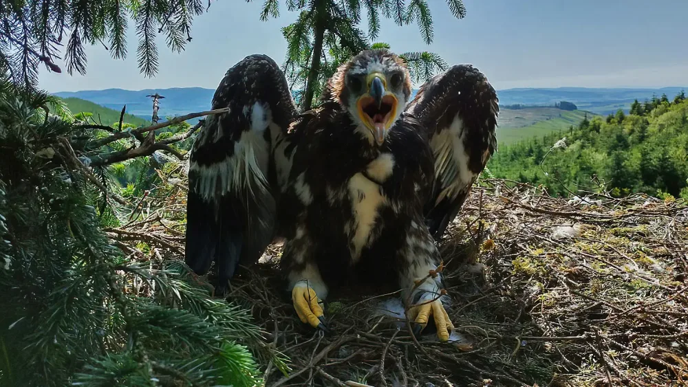 Fledgling eagle