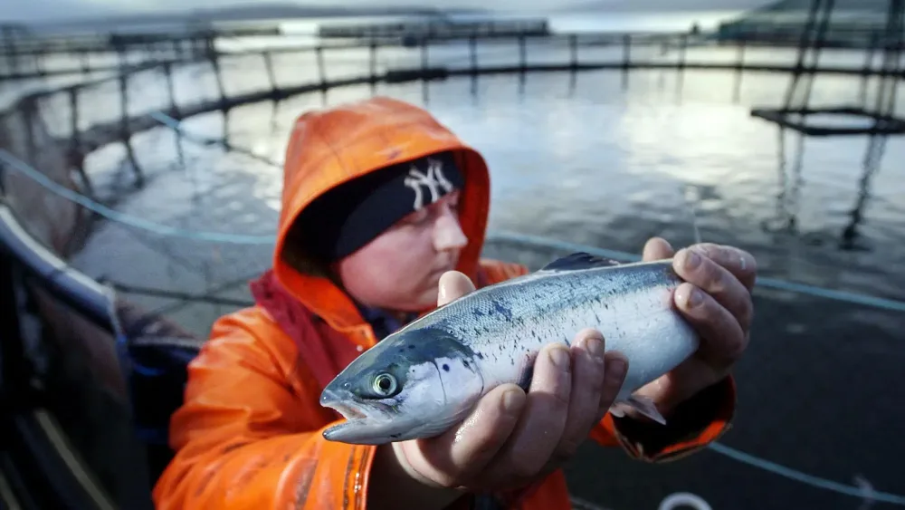 A worker holding up a farmed salmon