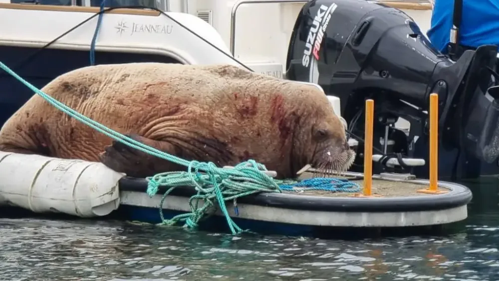 A walrus on a pontoon, next to a boat