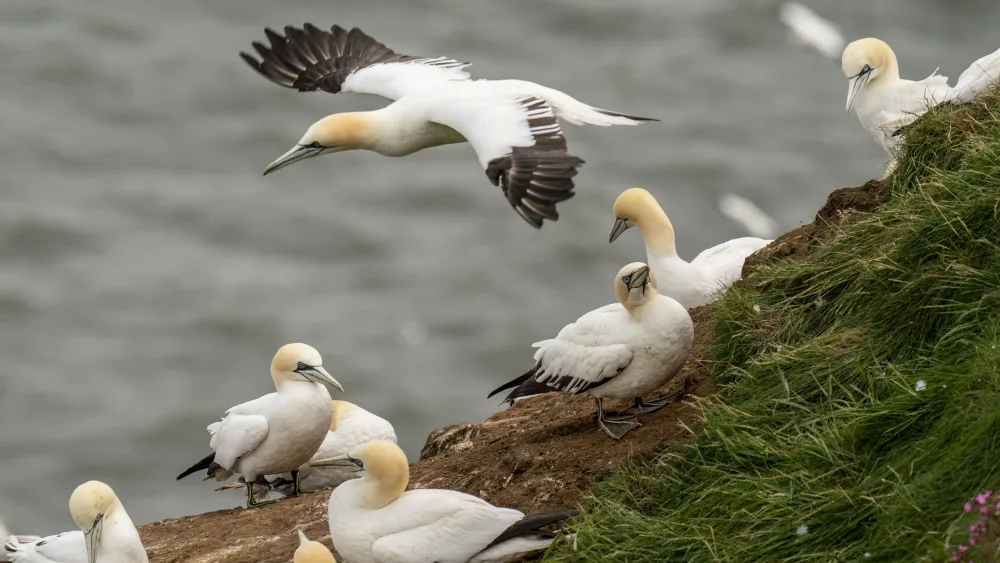 Gannets on a clifftop