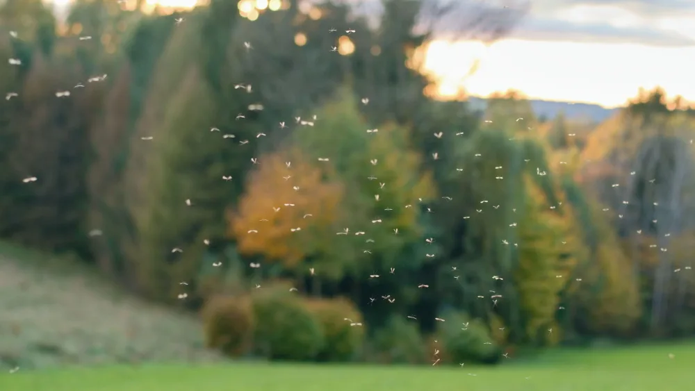 A cloud of midges, with trees in the background