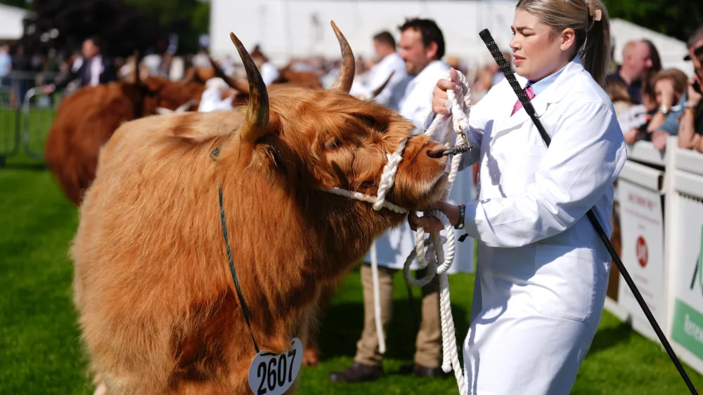 Highland cattle being shown