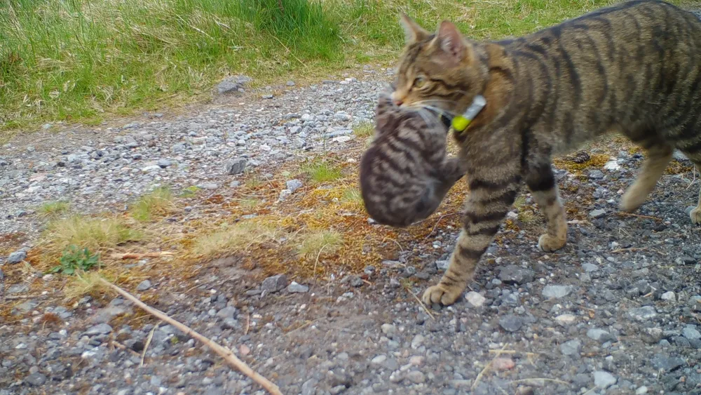 A Scottish wildcat carrying a kitten that has been born in the wild