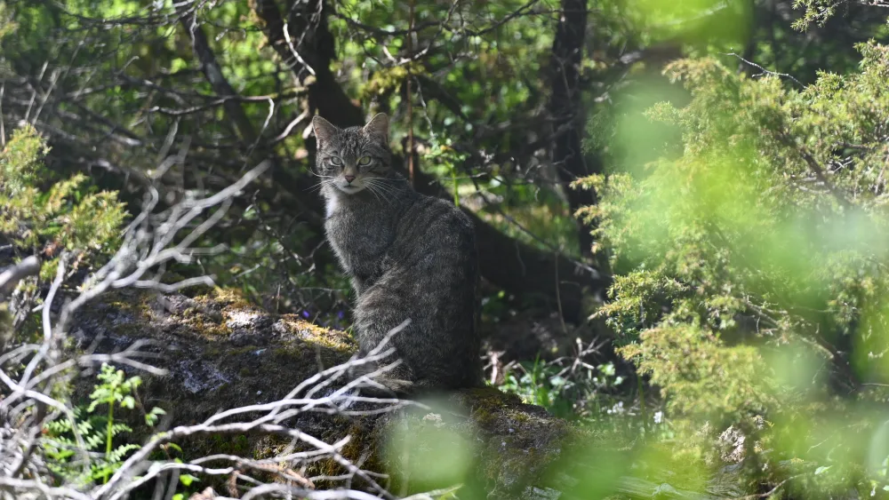 Scottish wildcat sitting in a forest