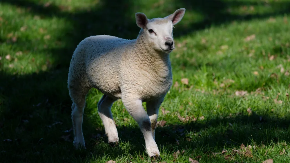 A lamb standing on grass