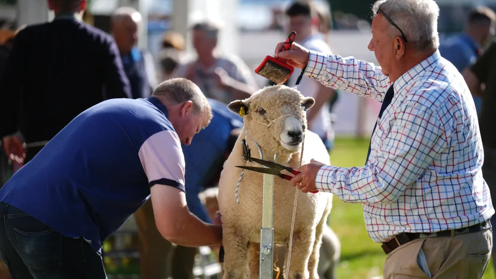 Two men groom a sheep